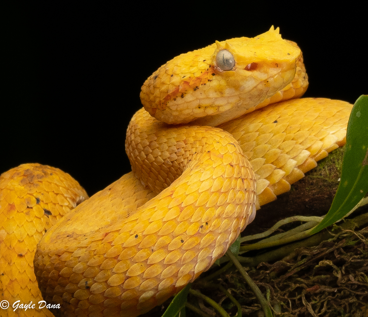 Eyelash Pit Viper close up